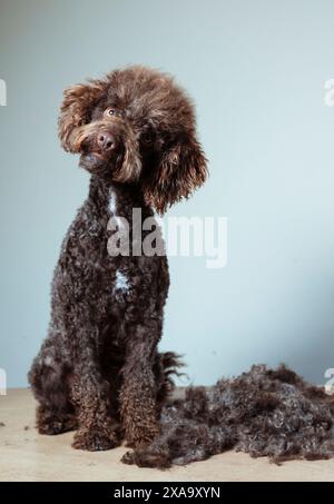 Un chien brun et blanc près d'un tas de fourrure Banque D'Images