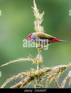 Gros plan d'un finch à sourcils rouges perché sur une plante Banque D'Images