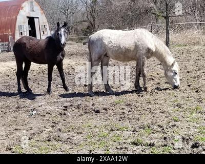 Trois chevaux dans un espace clos Banque D'Images