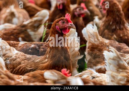 Eine Herde Hühner Eine Herde Hühner in Freilandhaltung auf einer Wiese *** Un troupeau de poulets Un troupeau de poulets élevés en liberté dans un pré Banque D'Images