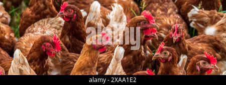 Eine Herde Hühner Eine Herde Hühner in Freilandhaltung auf einer Wiese *** Un troupeau de poulets Un troupeau de poulets élevés en liberté dans un pré Banque D'Images