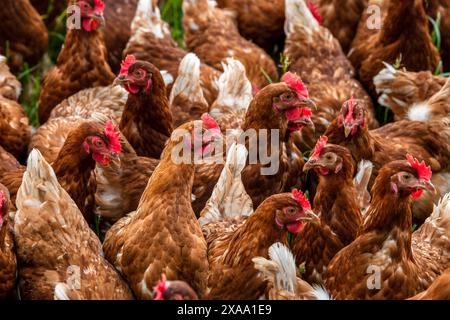 Eine Herde Hühner Eine Herde Hühner in Freilandhaltung auf einer Wiese *** Un troupeau de poulets Un troupeau de poulets élevés en liberté dans un pré Banque D'Images