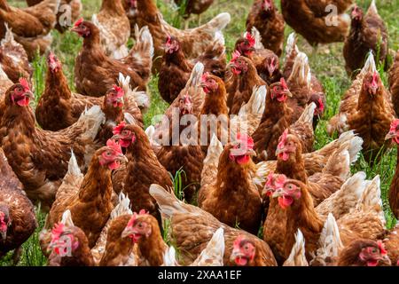 Eine Herde Hühner Eine Herde Hühner in Freilandhaltung auf einer Wiese *** Un troupeau de poulets Un troupeau de poulets élevés en liberté dans un pré Banque D'Images