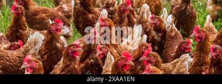 Eine Herde Hühner Eine Herde Hühner in Freilandhaltung auf einer Wiese *** Un troupeau de poulets Un troupeau de poulets élevés en liberté dans un pré Banque D'Images