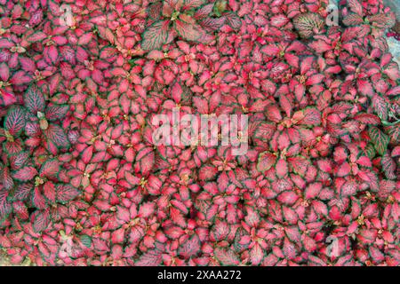 Un fruit frais rouge et vert affiché sur le terrain de marché extérieur Banque D'Images