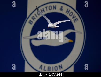 Une mouette vole devant le football de Brighton et Hove Albion ; ; logo du club. Banque D'Images