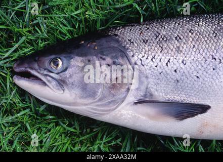 Spécimen de saumon atlantique (Salmo salar) capturé et débarqué à une station traditionnelle de pêche au filet d'interception sur le cours inférieur de la rivière Tweed. Banque D'Images