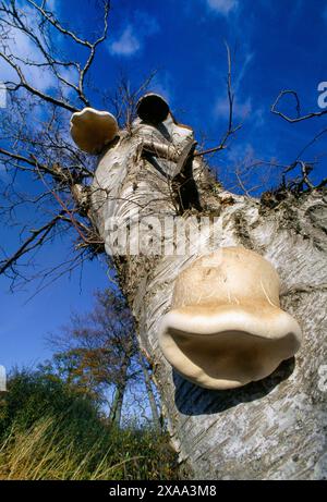 Champignon polypore de bouleau / Razor strop (Piptoporus betulinus) poussant sur le bouleau, Northumberland, Angleterre, août 1999 Banque D'Images