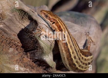 Lézard commun (Zootoca vivipara) femelle enceinte se prélassant sur la bûche en fin d'après-midi, dunes de plage Cocklawburn, North Northumberland, Angleterre, juillet Banque D'Images