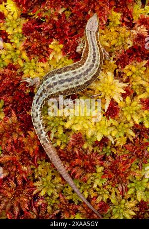 Lézard commun (Zootoca vivipara) femelle gestante sur fond de sphaigne, réserve naturelle nationale Glen Affric, Inverness-Shire, Écosse, juillet Banque D'Images