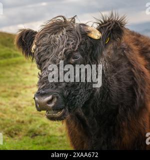 Bétail des Highlands pâturant sur une montagne enneigée de Malvern Hills dans le Worcestershire, au Royaume-Uni Banque D'Images