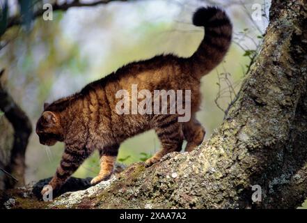 Chat sauvage écossais (Felis silvestris grampia) femelle semi-habituée en manteau d'hiver, vivant sauvage à oakwood, Lochaber, Écosse, avril Banque D'Images