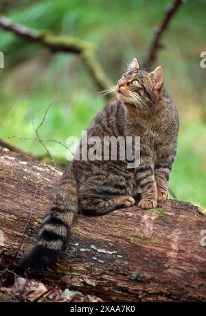 Chat sauvage écossais (Felis silvestris grampia) femelle semi-habituée en manteau d'été, vivant sauvage dans la sessile indigène oakwood, Lochaber, Écosse Banque D'Images
