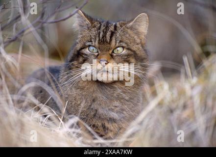 Chat sauvage écossais (Felis silvestris grampia) femelle semi-habituée en manteau d'hiver, vivant sauvage dans oakwood, Lochaber, Écosse, avril 2002 Banque D'Images