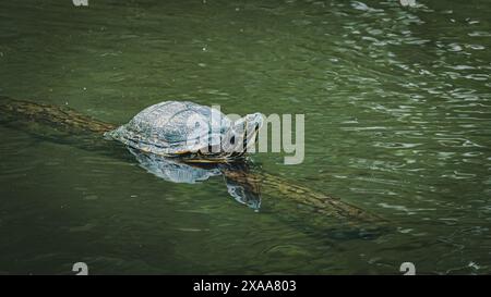 Une tortue se prélasser dans l'eau claire de l'étang Banque D'Images