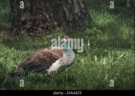 Un paon vibrant se dresse sur l'herbe par un arbre et des rochers. Banque D'Images