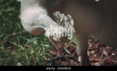 Un paon vibrant se dresse sur l'herbe par un arbre et des rochers. Banque D'Images