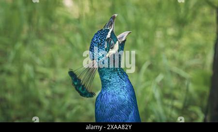 Un paon vibrant se dresse sur l'herbe par un arbre et des rochers. Banque D'Images