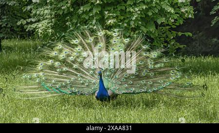 Un paon vibrant se dresse sur l'herbe par un arbre et des rochers. Banque D'Images