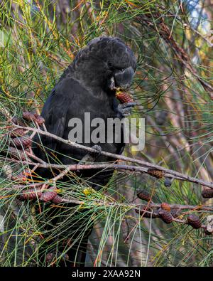 Un Cockatoo mâle noir brillant se nourrissant de pommes de pin tout en étant perché sur une branche Banque D'Images