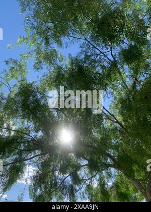 Le soleil filtrant à travers les branches d'arbres vu d'en bas Banque D'Images