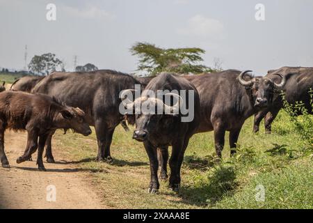 Nakuru, Kenya. 05 juin 2024. Des buffles sont vus au parc national du lac Nakuru. Selon l'Institut du tourisme du Kenya, les recettes du pays provenant du tourisme ont augmenté de 32 % pour atteindre 352,5 milliards de shillings (2,7 milliards de dollars) l'an dernier. Le tourisme est la troisième source de revenus étrangers du Kenya. (Photo de James Wakibia/SOPA images/SIPA USA) crédit : SIPA USA/Alamy Live News Banque D'Images