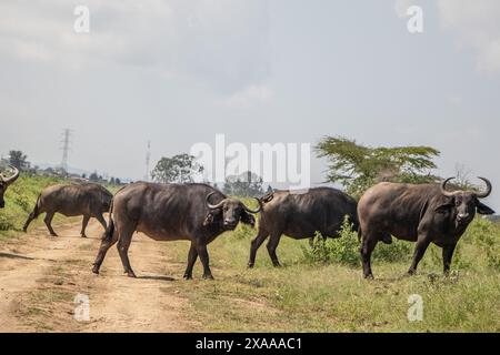 Nakuru, Kenya. 05 juin 2024. Des buffles sont vus au parc national du lac Nakuru. Selon l'Institut du tourisme du Kenya, les recettes du pays provenant du tourisme ont augmenté de 32 % pour atteindre 352,5 milliards de shillings (2,7 milliards de dollars) l'an dernier. Le tourisme est la troisième source de revenus étrangers du Kenya. (Photo de James Wakibia/SOPA images/SIPA USA) crédit : SIPA USA/Alamy Live News Banque D'Images