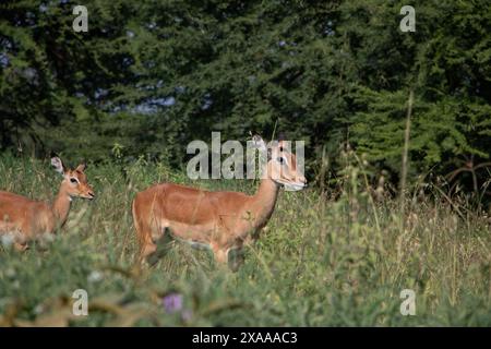 Nakuru, Kenya. 05 juin 2024. Des antilopes paissent dans le parc national du lac Nakuru. Selon l'Institut du tourisme du Kenya, les recettes du pays provenant du tourisme ont augmenté de 32 % pour atteindre 352,5 milliards de shillings (2,7 milliards de dollars) l'an dernier. Le tourisme est la troisième source de revenus étrangers du Kenya. (Photo de James Wakibia/SOPA images/SIPA USA) crédit : SIPA USA/Alamy Live News Banque D'Images