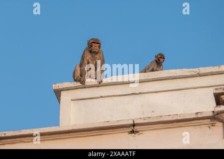 Les singes perchés sur des structures urbaines, anticipant avec impatience une chance de prendre de la nourriture Banque D'Images