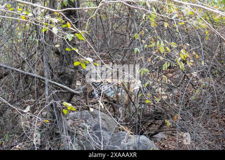 Un tigre caché dans les buissons avec son petit, en safari dans le parc national de Ranthambore, en Inde Banque D'Images