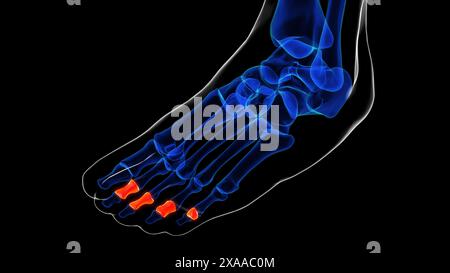 Anatomie des os du pied de la phalange moyenne pour l'illustration 3D du concept médical Banque D'Images