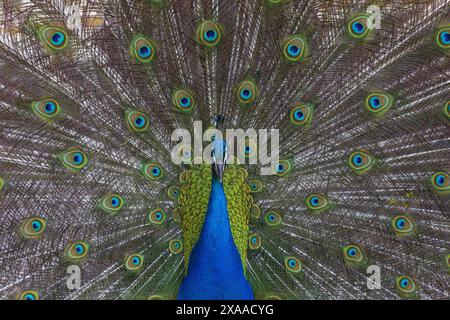 Photographie d'un paon indien déployant sa queue montrant son plumage Banque D'Images