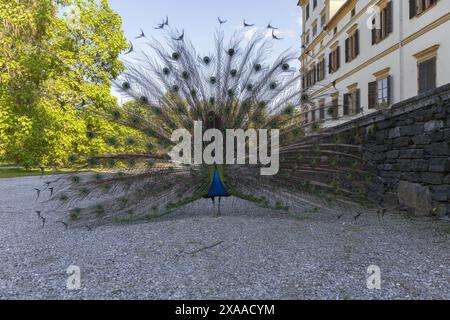 Photographie d'un paon indien montrant son train sur un chemin de parc près d'un château médiéval par une journée d'été ensoleillée Banque D'Images