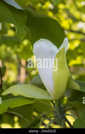 photographie rapprochée d'un bourgeon de magnolia blanc s'ouvrant sur un fond de feuillage vert par une journée d'été ensoleillée Banque D'Images