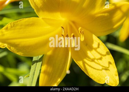 photographie rapprochée d'une fleur de lis jaune contre un feuillage vert par une journée d'été ensoleillée Banque D'Images