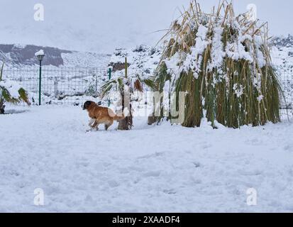 Chien saint bernard courant à côté d'une plante jouant dans la neige à Mendoza, Argentine Banque D'Images