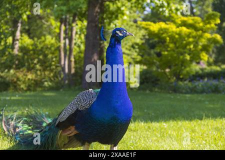 Photographie d'un paon indien mâle assis sur une pelouse de parc par une journée d'été ensoleillée Banque D'Images