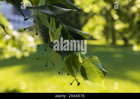 photographie rapprochée d'une branche de tilleul sur un fond de verdure floue dans un parc par une journée d'été ensoleillée Banque D'Images