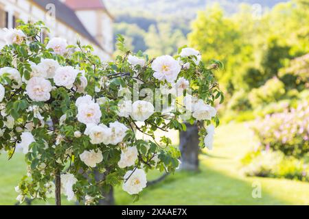 photographie d'un rosier blanc en fleurs dans le parc par une journée d'été ensoleillée Banque D'Images
