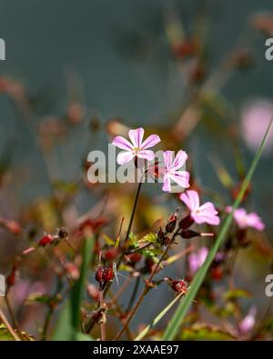 Un gros plan de Herb-Robert, Geranium robertianum Banque D'Images