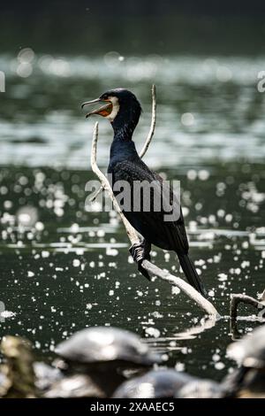 Un grand cormoran perché sur une branche d'arbre près du plan d'eau Banque D'Images