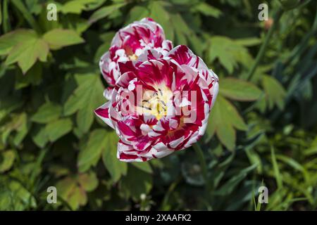 photographie de vue de dessus en gros plan d'un perroquet blanc rose tulipe fleurs sur fond de verdure floue Banque D'Images