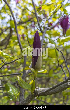 photographie rapprochée d'un bourgeon de magnolia violet foncé sur une branche d'arbre sur un fond de verdure floue Banque D'Images