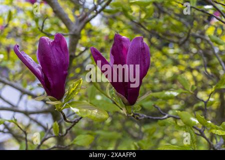 photographie rapprochée de fleurs de magnolia violet foncé sur une branche d'arbre sur un fond de verdure floue Banque D'Images