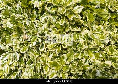 Photographie à plat en gros plan de feuilles blanches et vertes de l'arbre de broche, fond texturé de verdure naturelle Banque D'Images