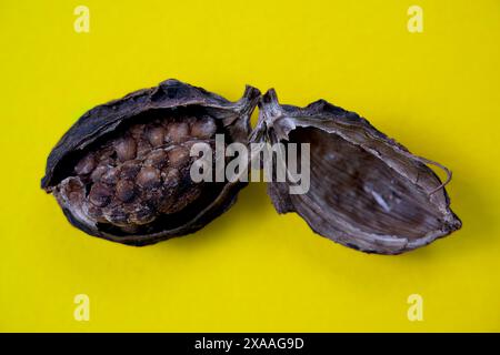 Une seule image de cardamome noire ouverte, isolée sur fond jaune. Banque D'Images