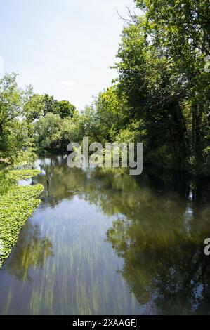 River Colne une rivière de plaine de ruisseau de craie anglaise alimentée par de l'aquifère de craie de l'eau très pure caractérisée par de l'eau claire coulant sur du gravier. Angleterre Royaume-Uni Banque D'Images