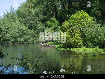 River Colne une rivière de plaine de ruisseau de craie anglaise alimentée par de l'aquifère de craie de l'eau très pure caractérisée par de l'eau claire coulant sur du gravier. Angleterre Royaume-Uni Banque D'Images