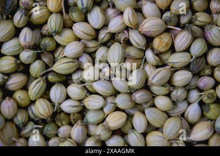 Tas de graines de coriandre séchées avec gros plan Banque D'Images