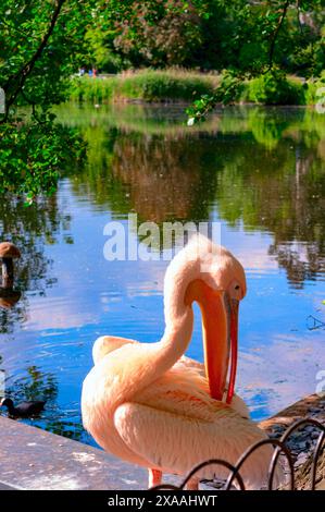 Pelican in. James's Park London. Banque D'Images